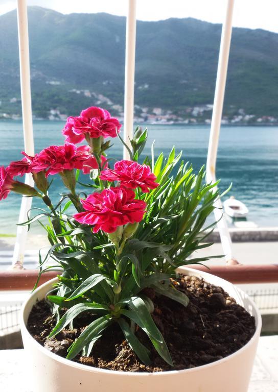 Apartmani Ivana Tivat Buitenkant foto